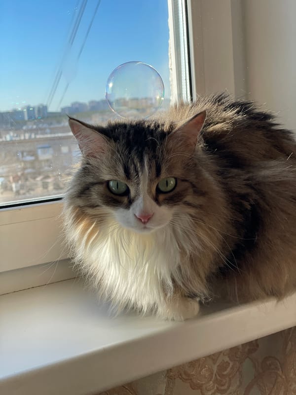 Quiet domestic moments captured in Izhevsk: cat and child