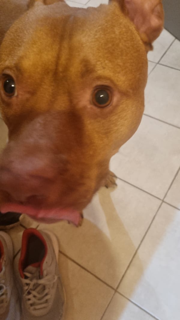 Tan dog rests on patterned rug, captured from multiple angles