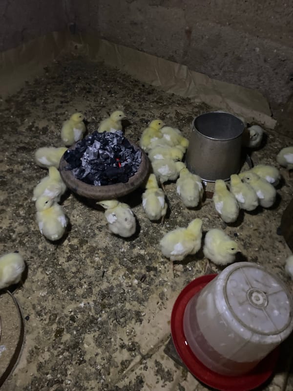 Rural farm life documented in Bukuru, Nigeria