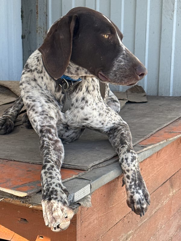 German Shorthaired Pointers photographed at dog house in Rostov-on-Don