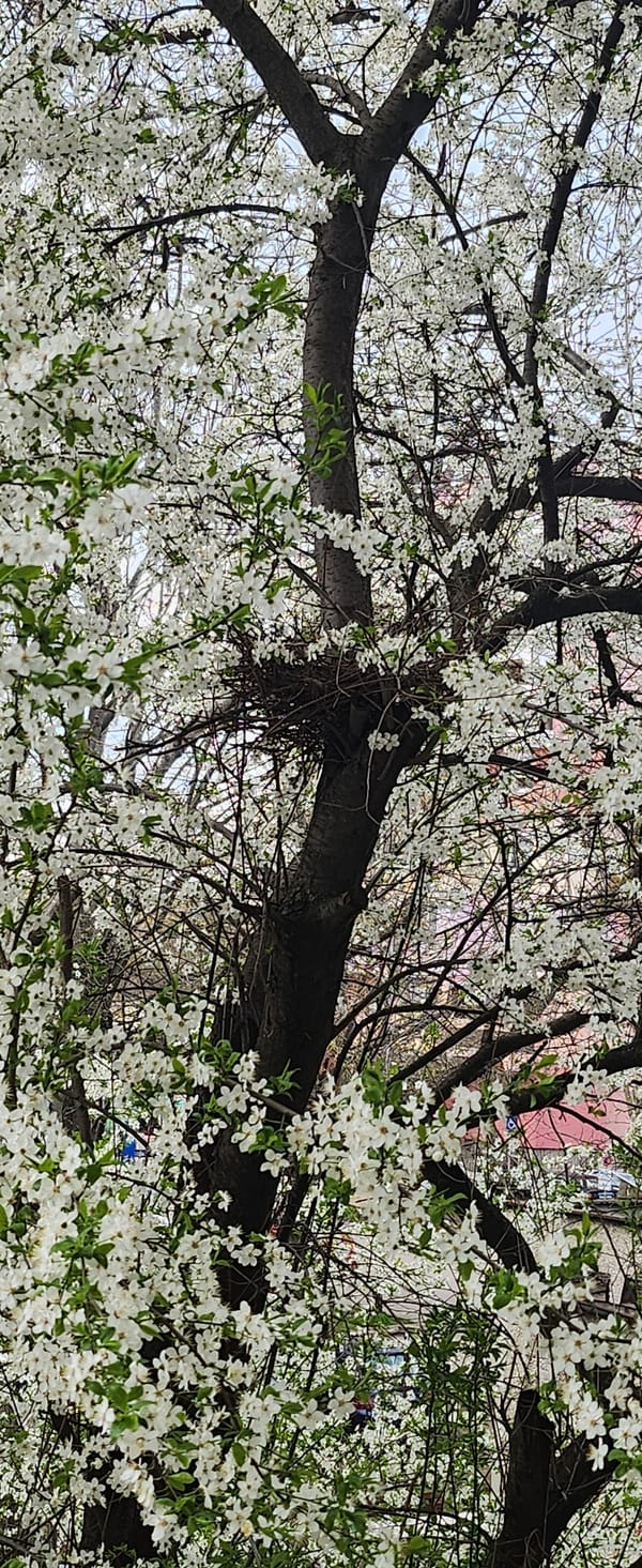 Spring blooms captured in Ruse, Bulgaria