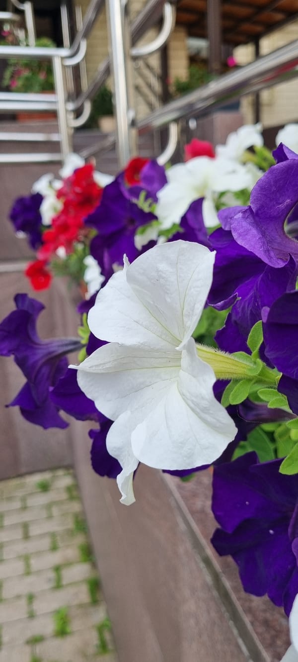 Summer blooms along a Romashkovo street, June 2026