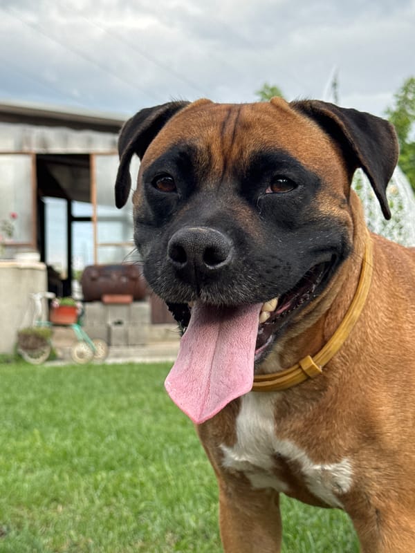 Backyard fetch game with Boxer dog in Chaikovsky