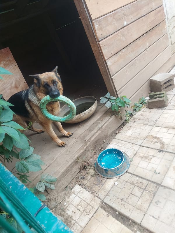 Dog and cat sharing a backyard in rural Russia