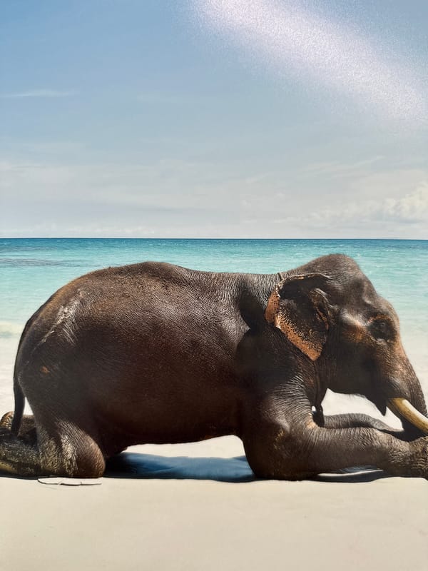 Morning documentation captures diverse scenes across Baan Harn, Thailand