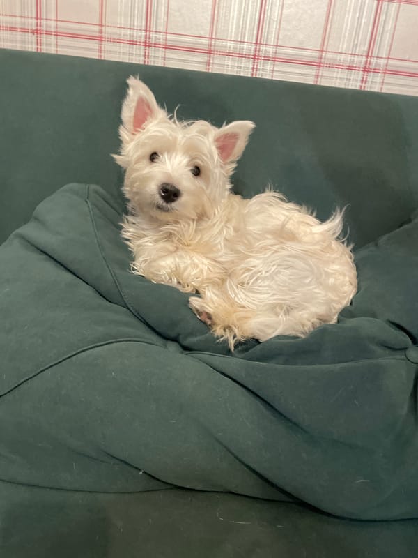 White terrier puppy sleeps on green couch in Samara