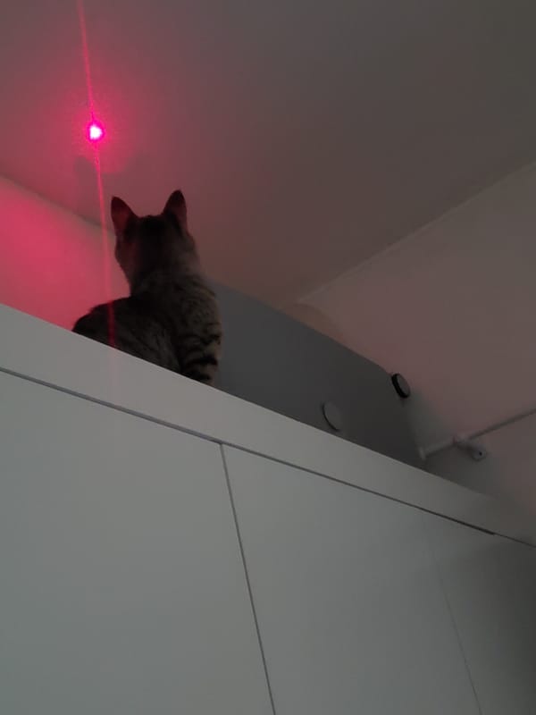 Tabby cat observed indoors during early morning hours in Curitiba