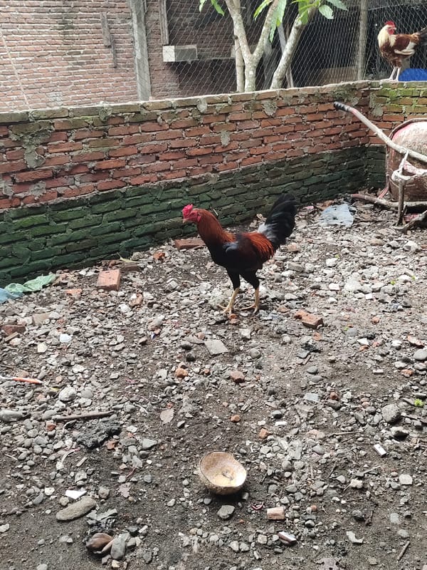 Rural Indonesian yard life documented: roosters, ducks, plants observed