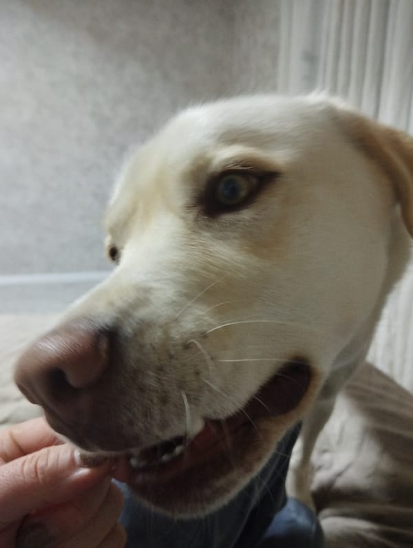 Resident documents evening with pets in rural Russian village