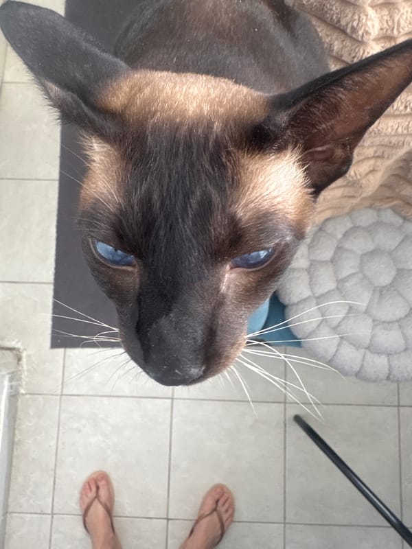 Siamese cat observed in Ramat Gan home during morning hours
