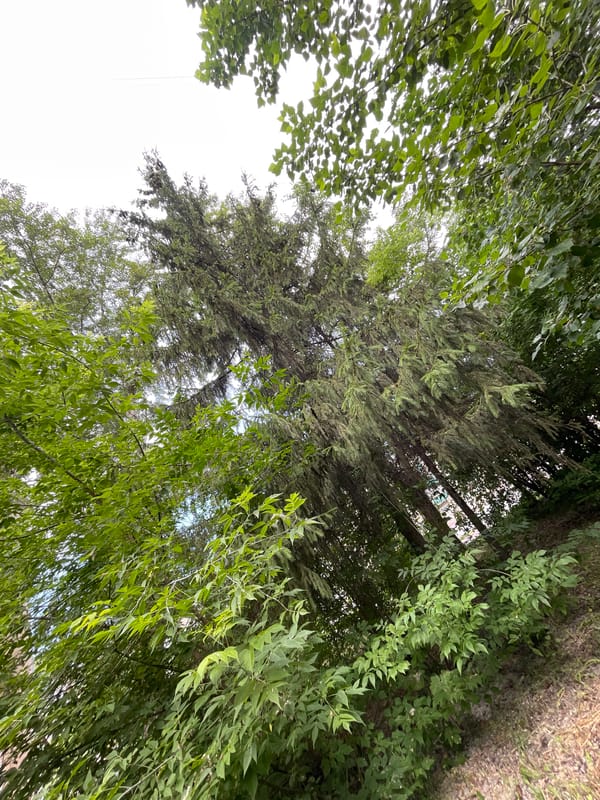 Two dogs on a leafy morning walk in Penza
