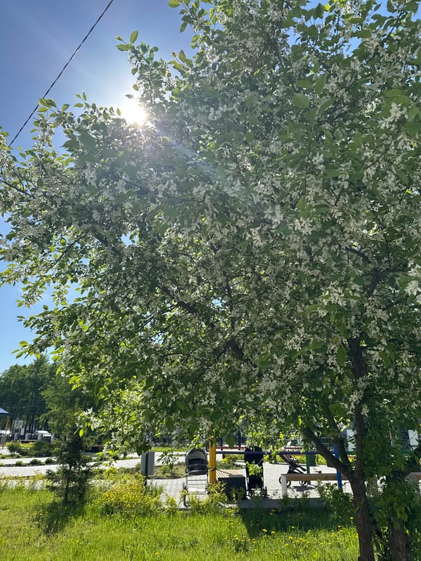Morning moments captured across Chaikovsky, Russia in early May