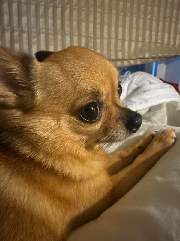 Brown dog rests on white pillow in close-up photograph