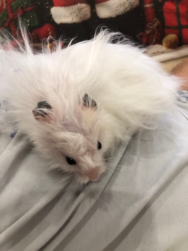 White hamster at home in Solikamsk, Russia