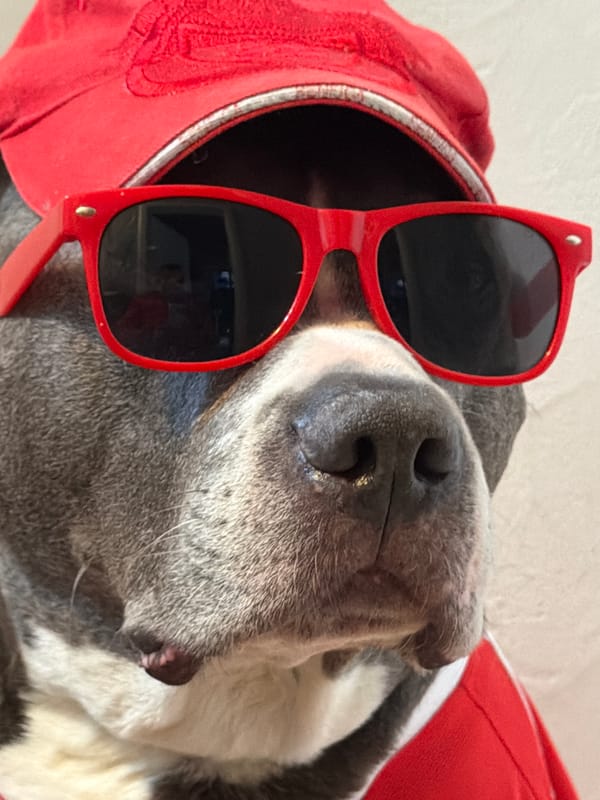 Dog in Benfica soccer gear spotted in Luxembourg