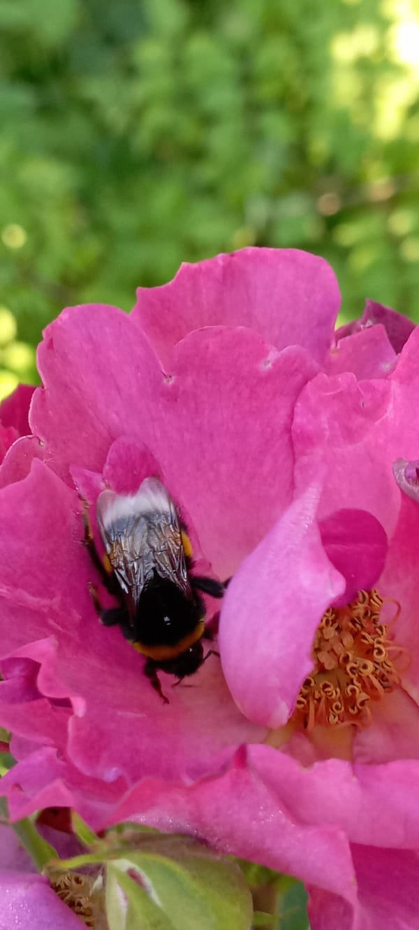 Dewy rose garden in Radisne, every color in bloom