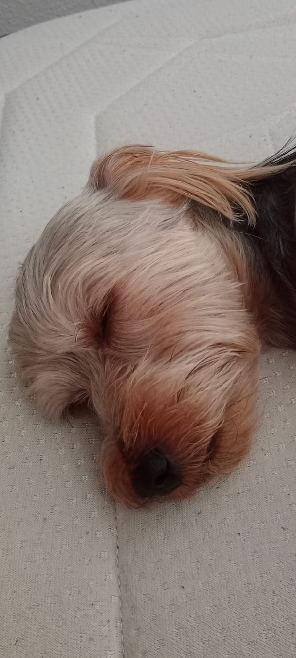 Yorkshire Terrier naps on a white mattress in Galapagar