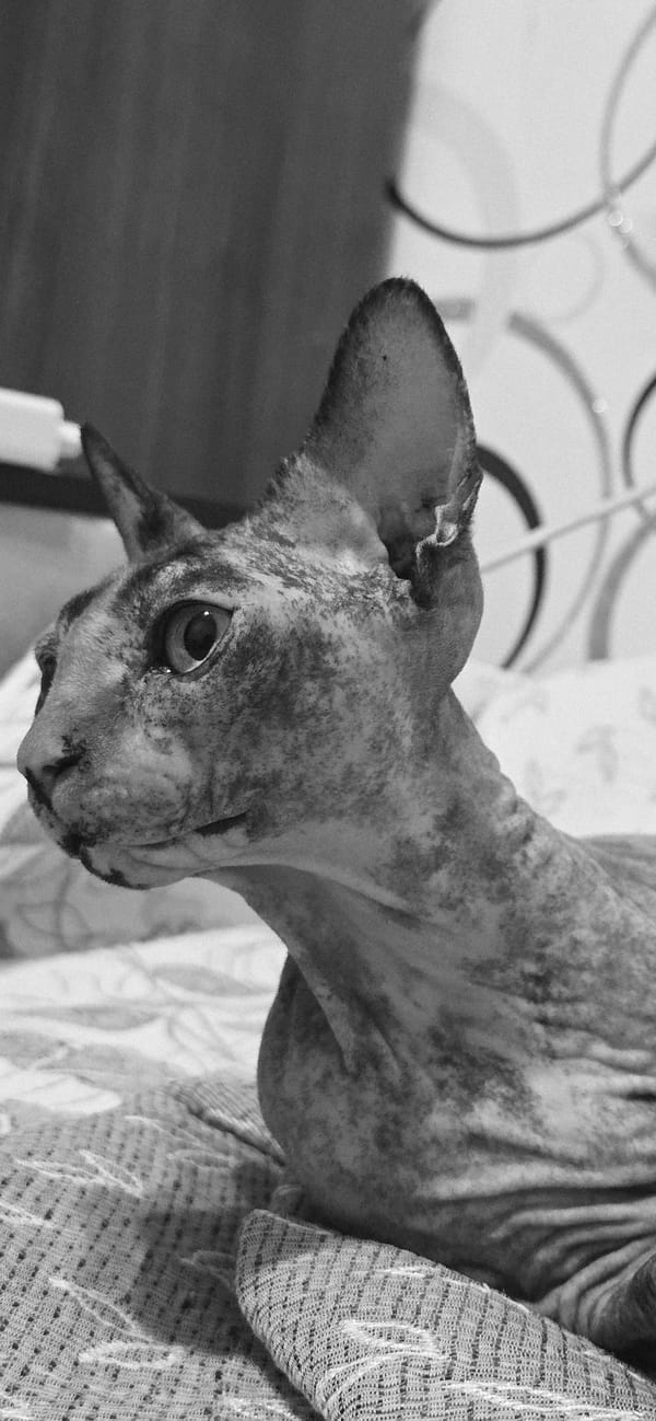 Sphynx cat resting and yawning in Baku, shot in black and white