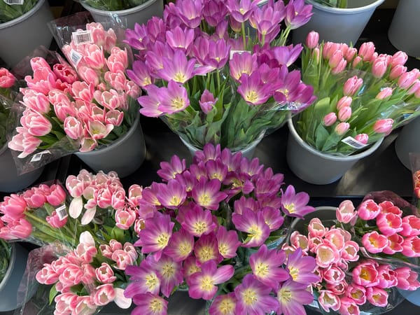 Tulip bouquet display spotted in Vancouver featuring pink, purple varieties