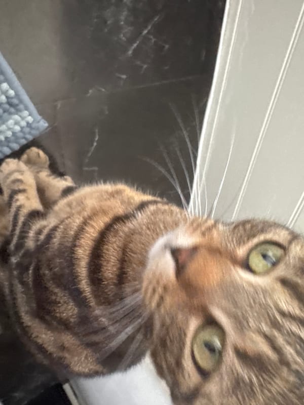 Tabby cat photographed in close-up shots in Desborough