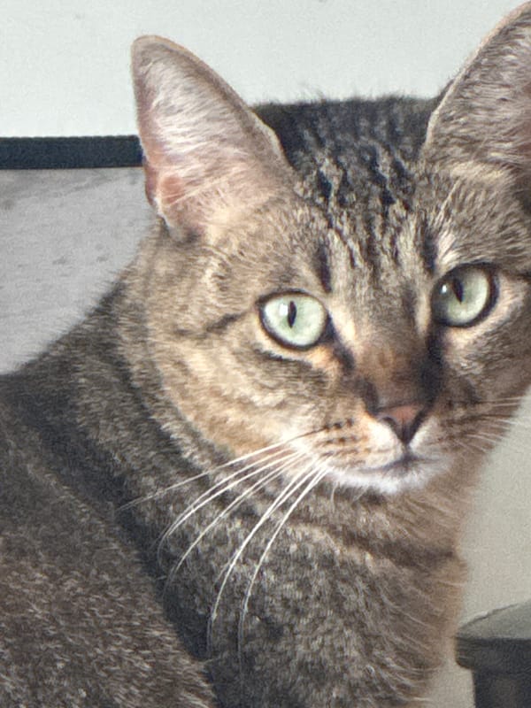 Tabby cat photographed by window in Tczew, Poland