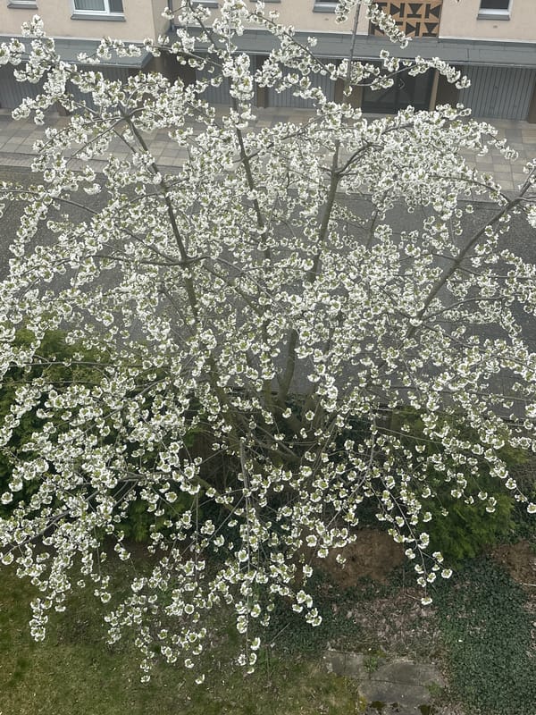 Spring blooms spotted in Berlin residential neighborhood
