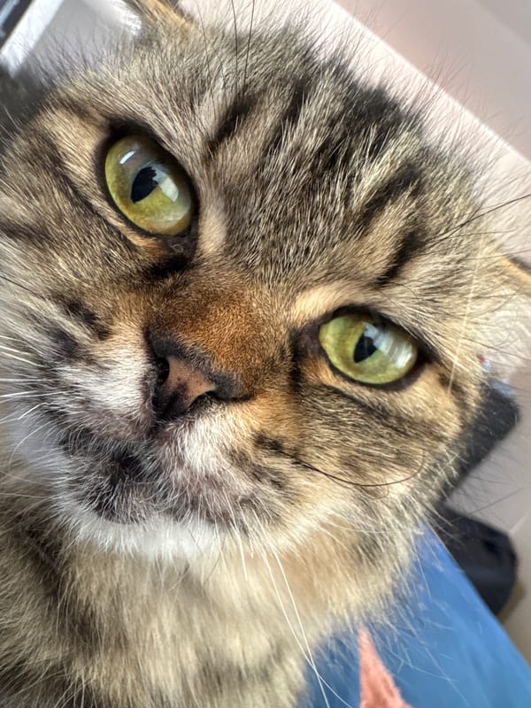 Tabby cat with green eyes rests peacefully in Belarus