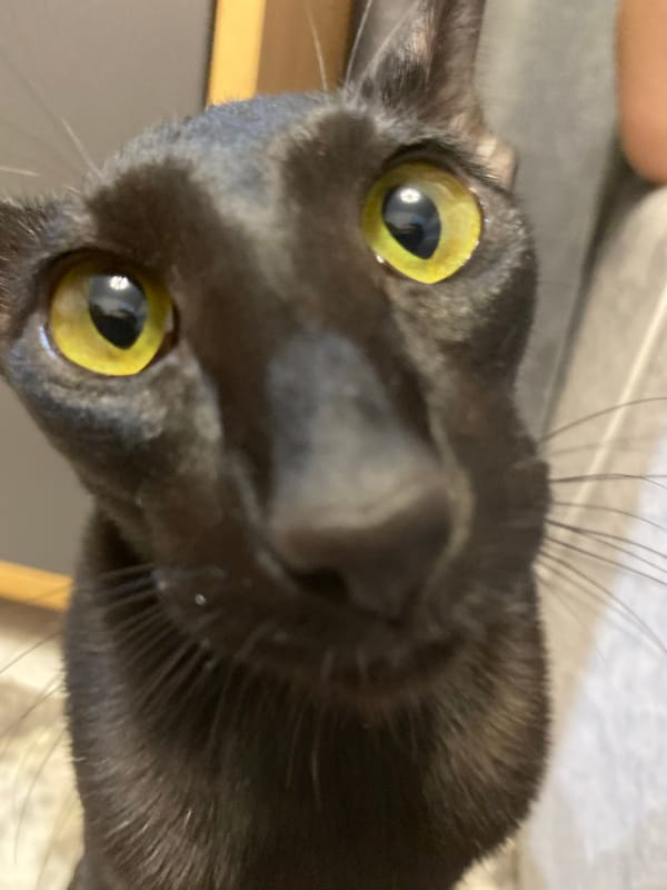 Black cat with yellow eyes photographed in close-up