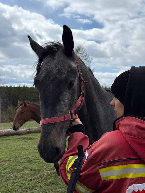 Horses and handler observed in rural Ershi field