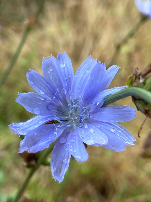 Macro shots of rain-covered flowers and wet streets on a rainy morning