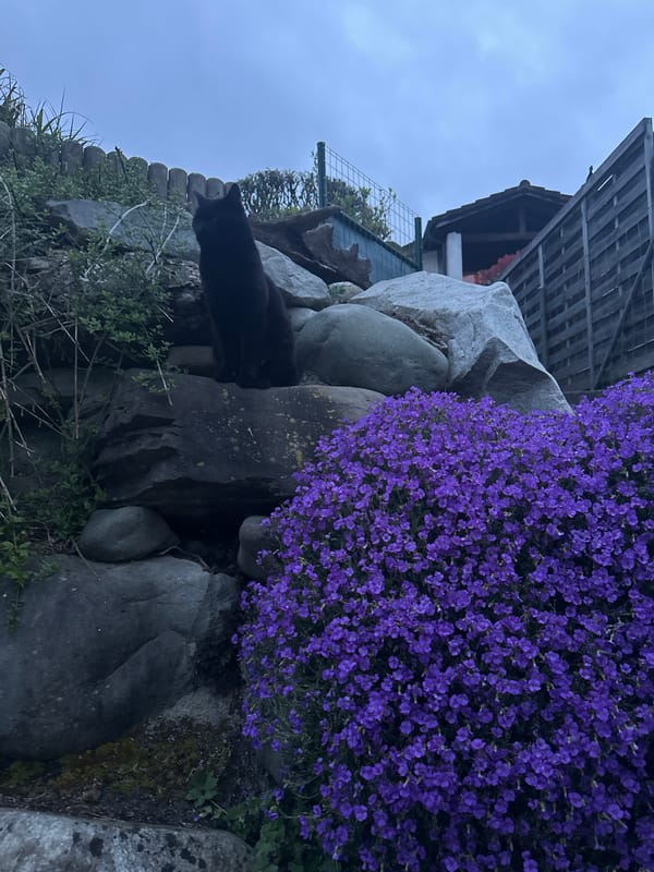 Evening stroll through Bremgarten captures gardens, river, construction sites