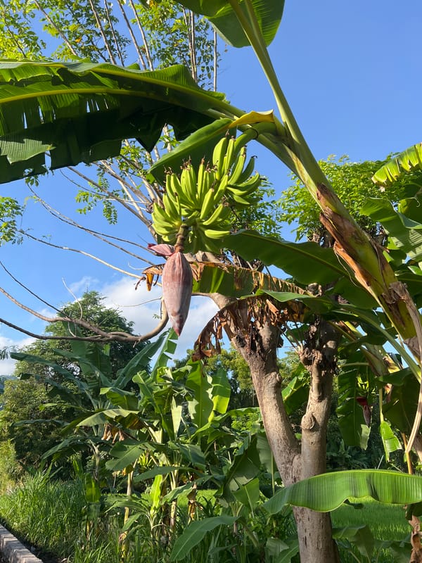 Rural banana trees and rice fields documented in Abang