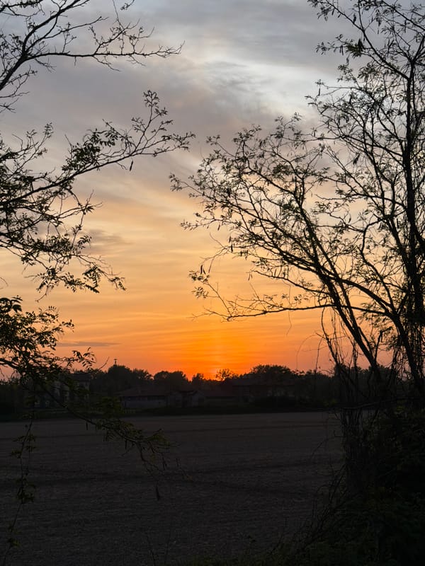 Milan witness captures orange sunset sky with silhouetted trees