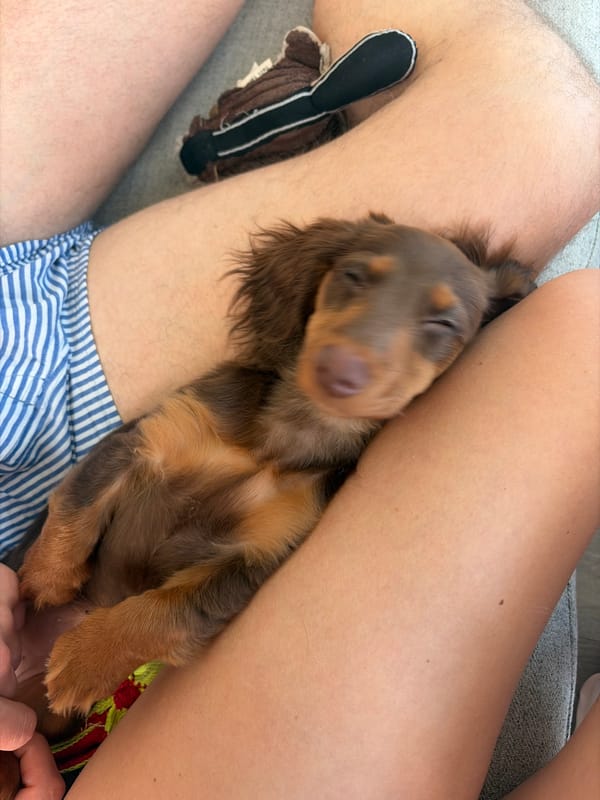 Napping dachshund and a taped-off Montreal street, same afternoon
