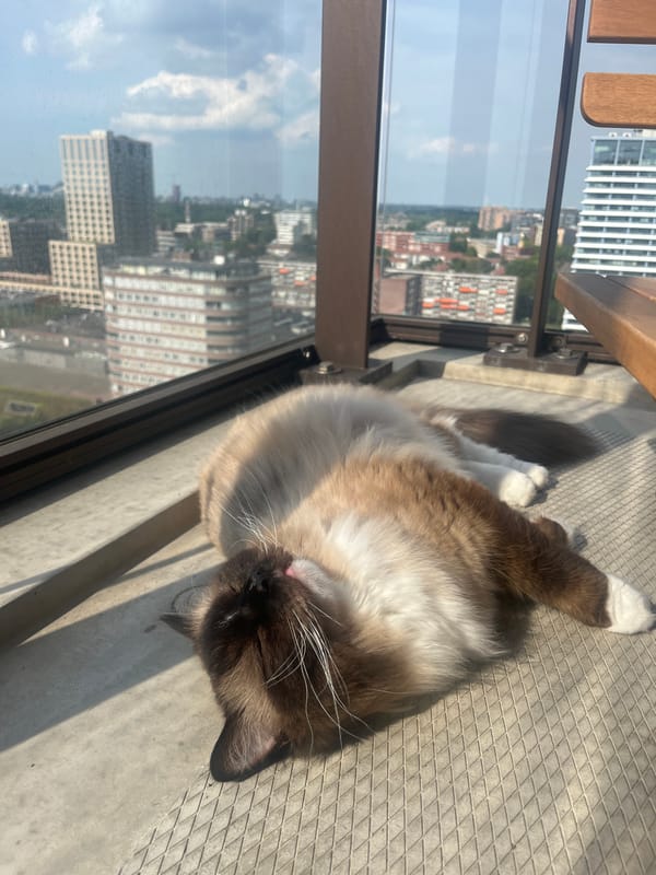 Cats relaxing on a city balcony with a skyline view