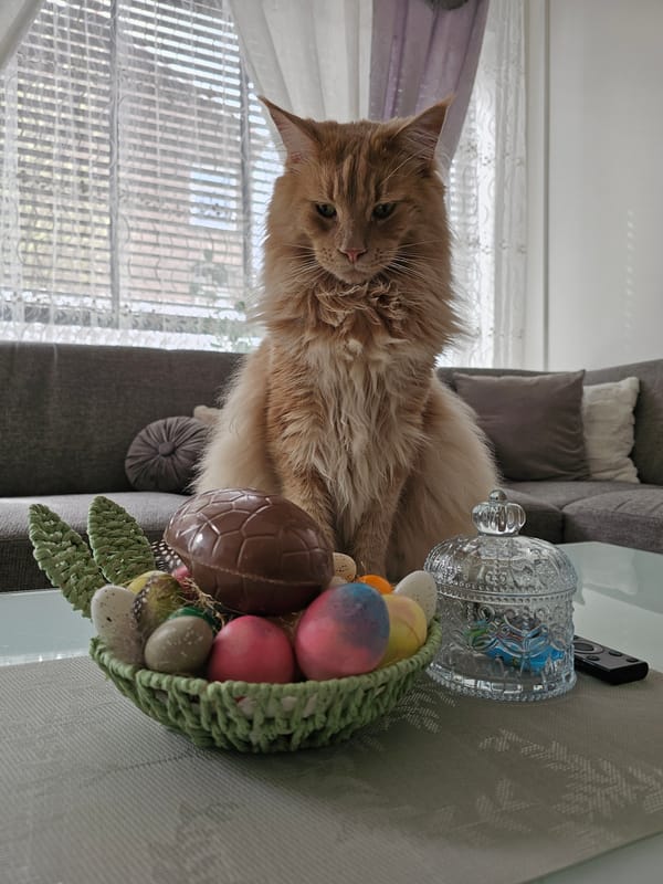 Rotterdam household Easter morning with cats and caged lovebird