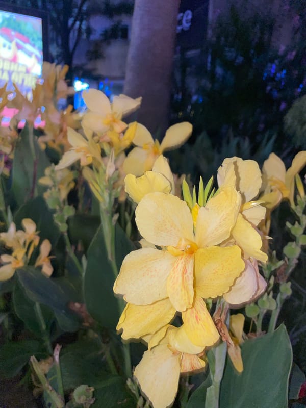 Sochi promenade at night: roses, raccoons, and lit-up streets