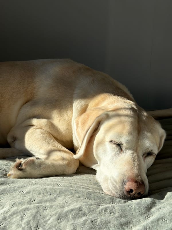 Dogs observed resting and playing in Riga homes