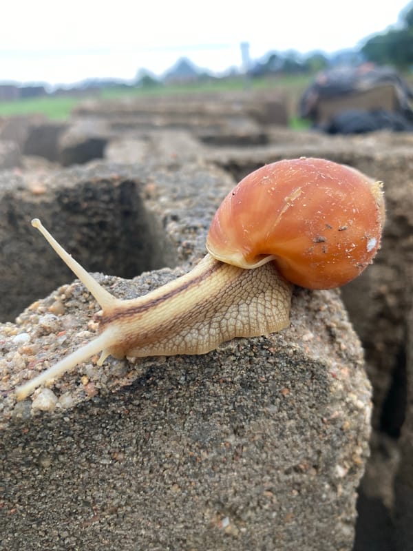 Ground-level nature details from a rural morning in Jalingo