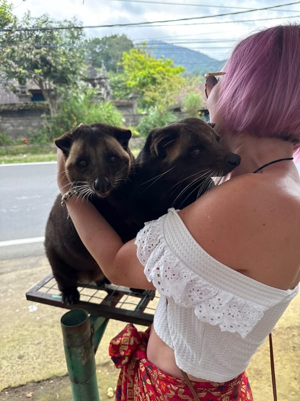 Pink-haired person holds civets in traditional dress, Baturiti