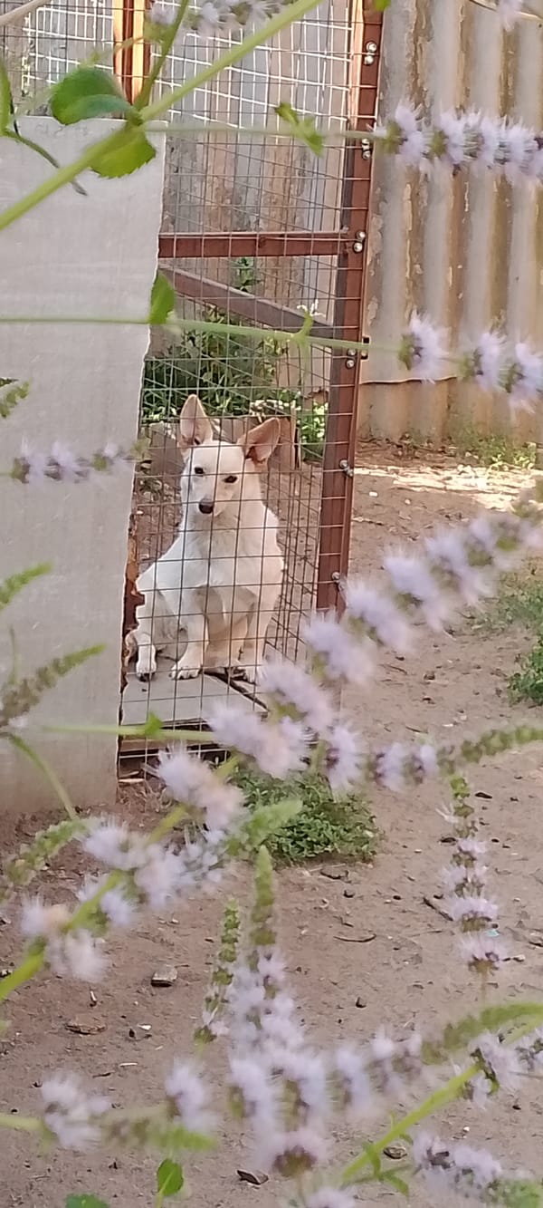Dogs in outdoor wire enclosures, Belgorod