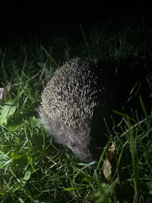 Hedgehog, balalaika, and butane torch — an eclectic mix