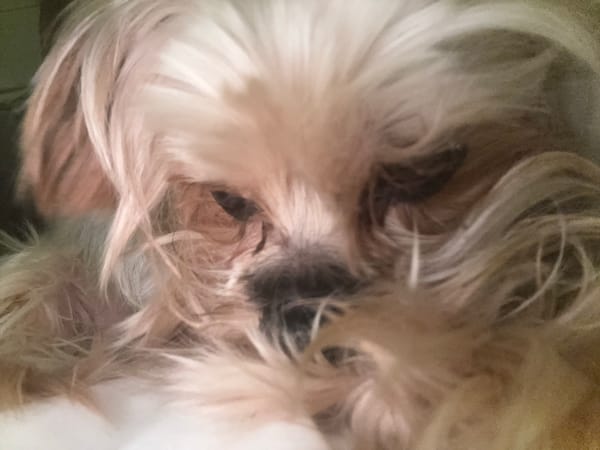 Close-up of Shih Tzu dog photographed in Sofia