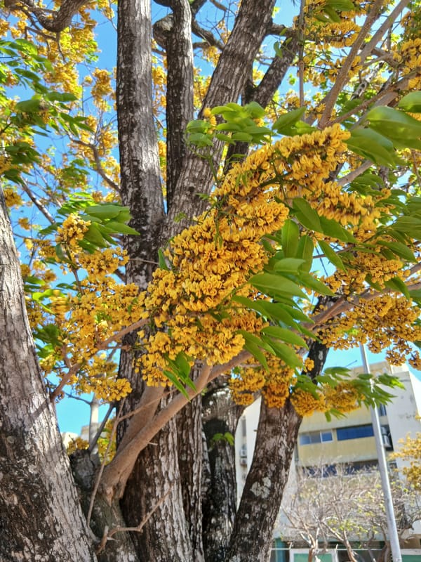 Spring scenes documented in Altagracia: flowering tree, portrait