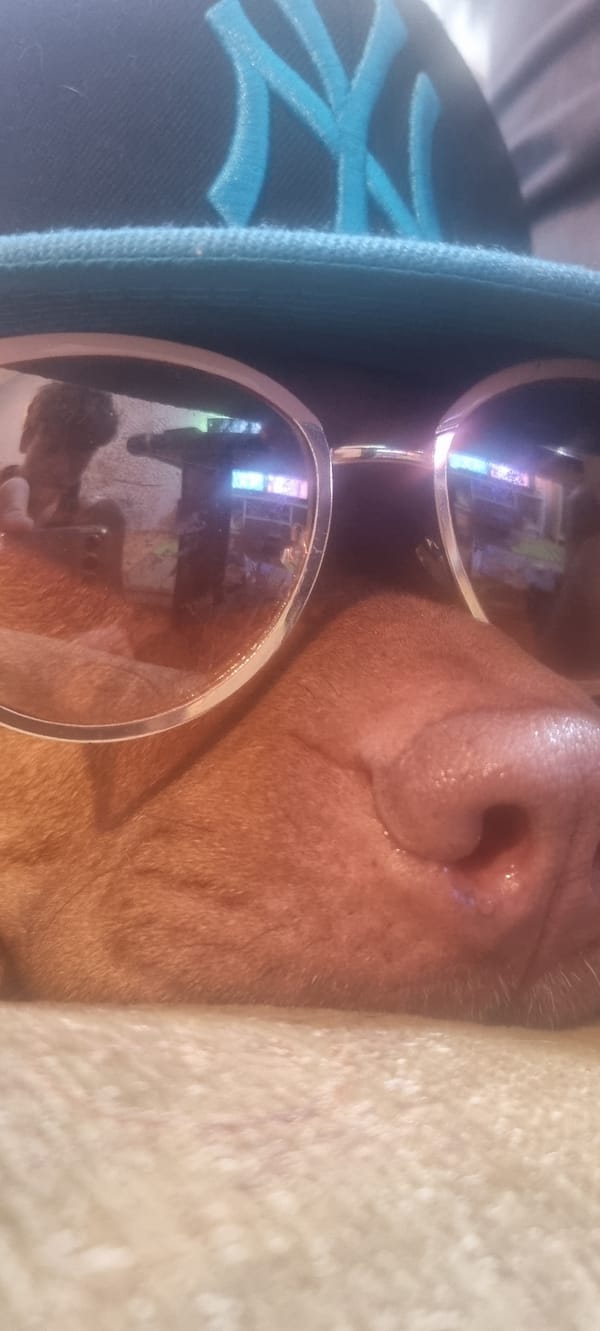 Dog spotted wearing Yankees cap and sunglasses while resting