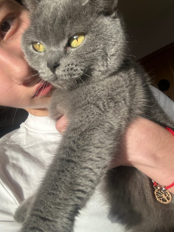 Person photographs playful moments with gray cat in Bulgaria