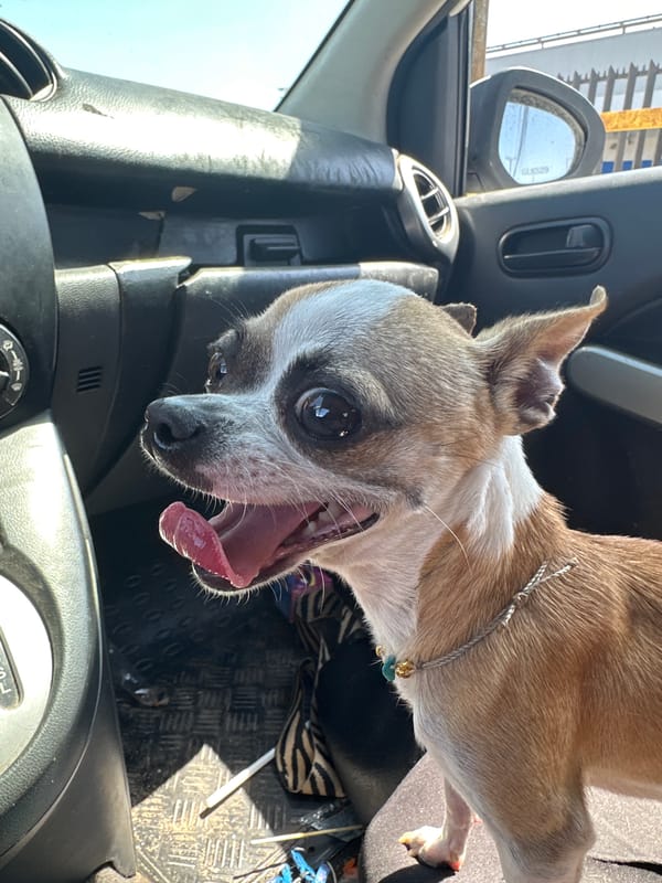 Chihuahua photographed panting in car passenger seat in Arica