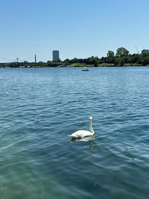 Swans and swimmers on the Danube on a bright Vienna afternoon