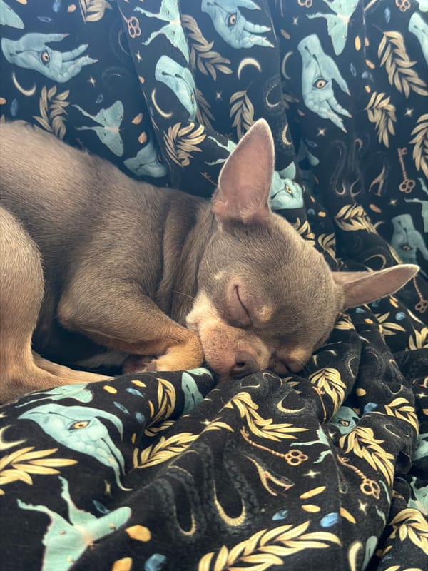 Chihuahua sleeps on occult-themed blanket in Saint Petersburg