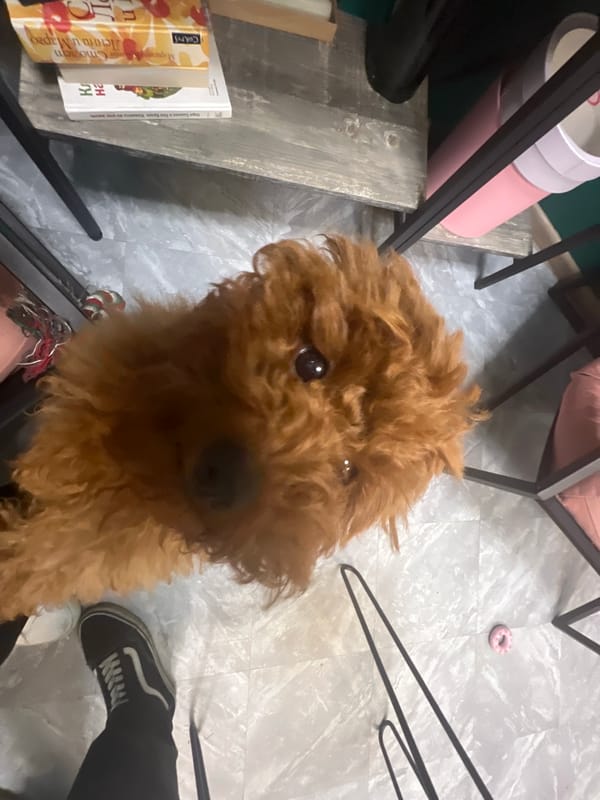 Flower shop browsing and poodle hangout, same afternoon